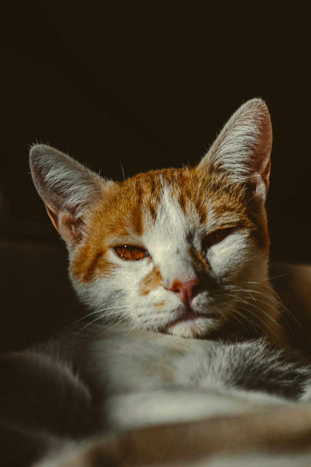 a close up of a cat laying on a bed