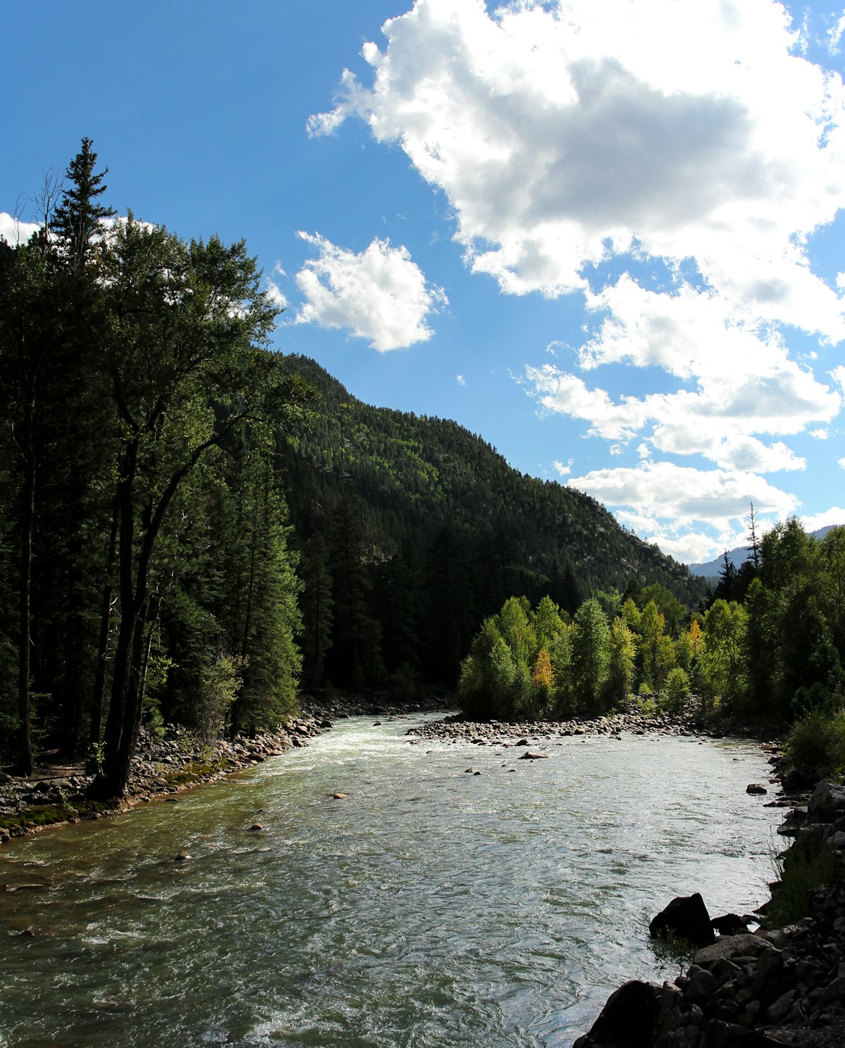 A swift Colorado river through forest with a sunlit bank — classic pocket-water and riffle water where a euro rig shines