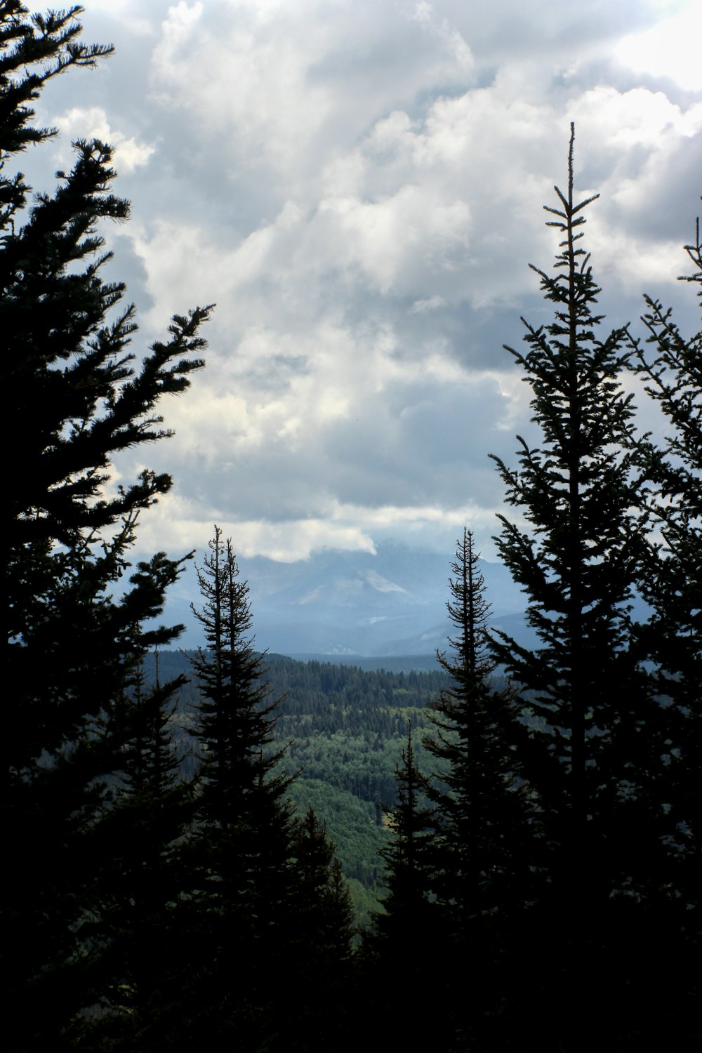 the view from the top of a hill of trees