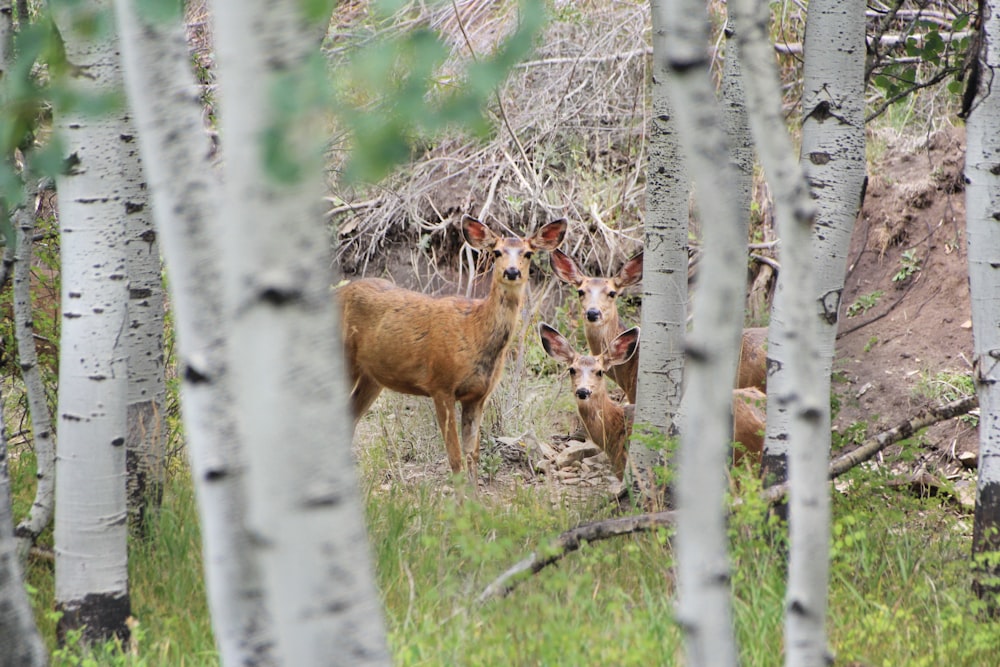 森の中で隣り合って立っている鹿のカップル