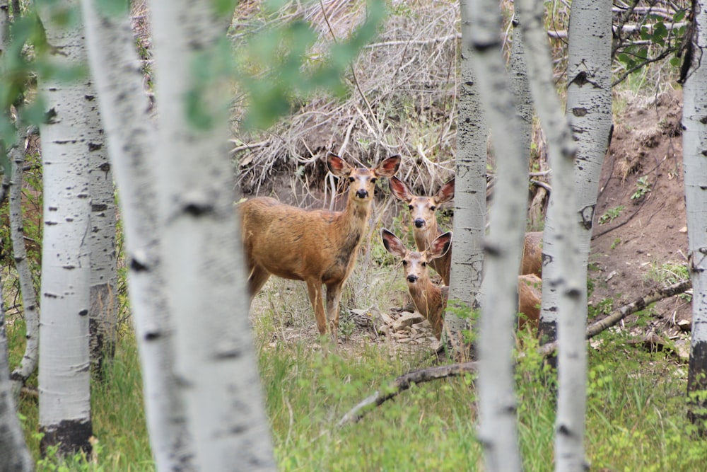 a couple of deer standing next to each other in a forest