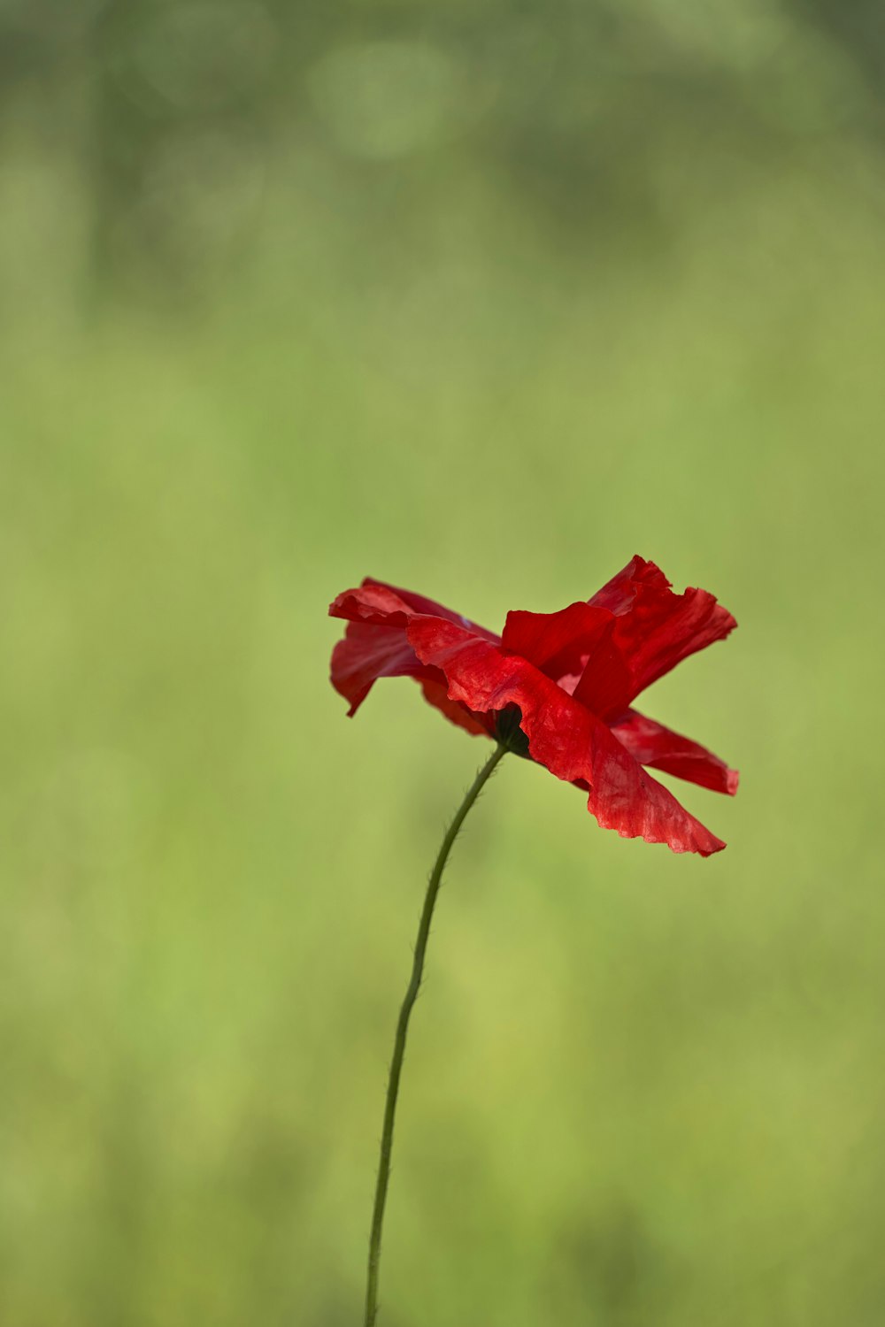 Una sola flor roja con un fondo borroso