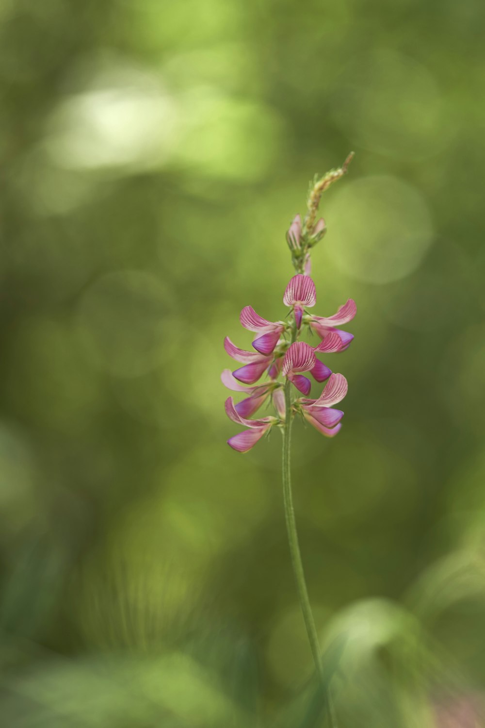 a pink flower with a blurry background