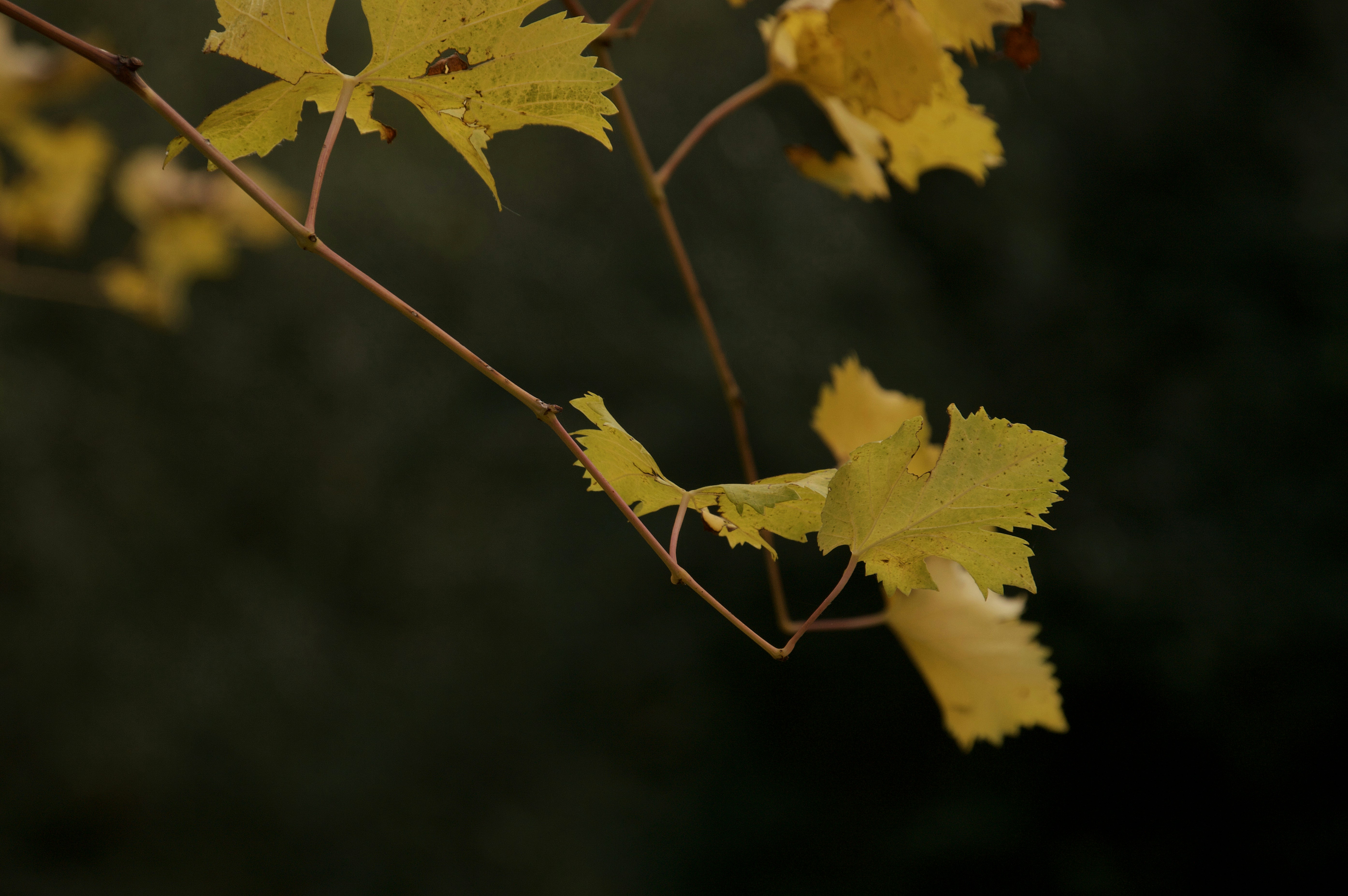 Photo by mariobeducci