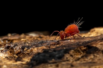An up-close macro photograph of a small, red springtail insect with noticeable bristles on its back, set against a dark black background. The springtail is perched on a rough, textured surface resembling bark or soil.