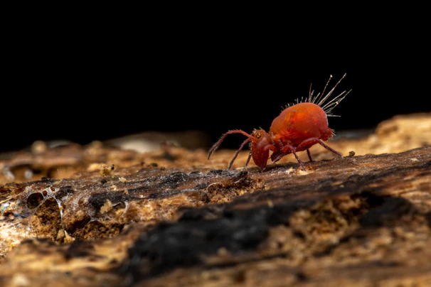 A cluster of tiny springtails hopping among leaf litter, highlighting their delicate movements.