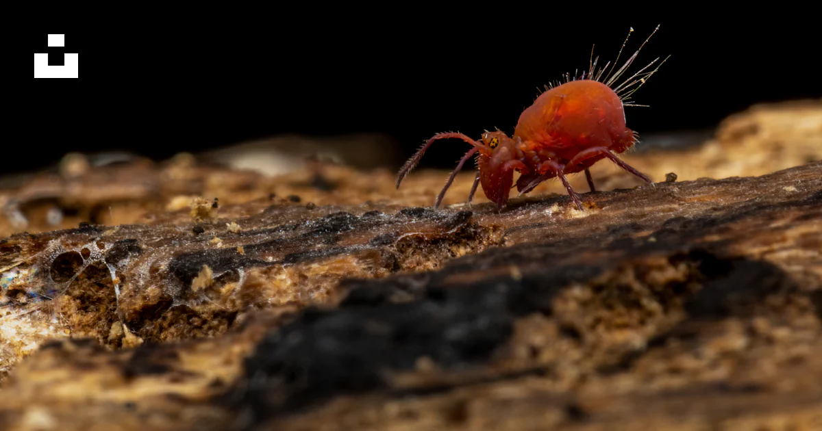 Rock Insects A close up of a red insect on a rock photo – Free Slovakia Image on ...