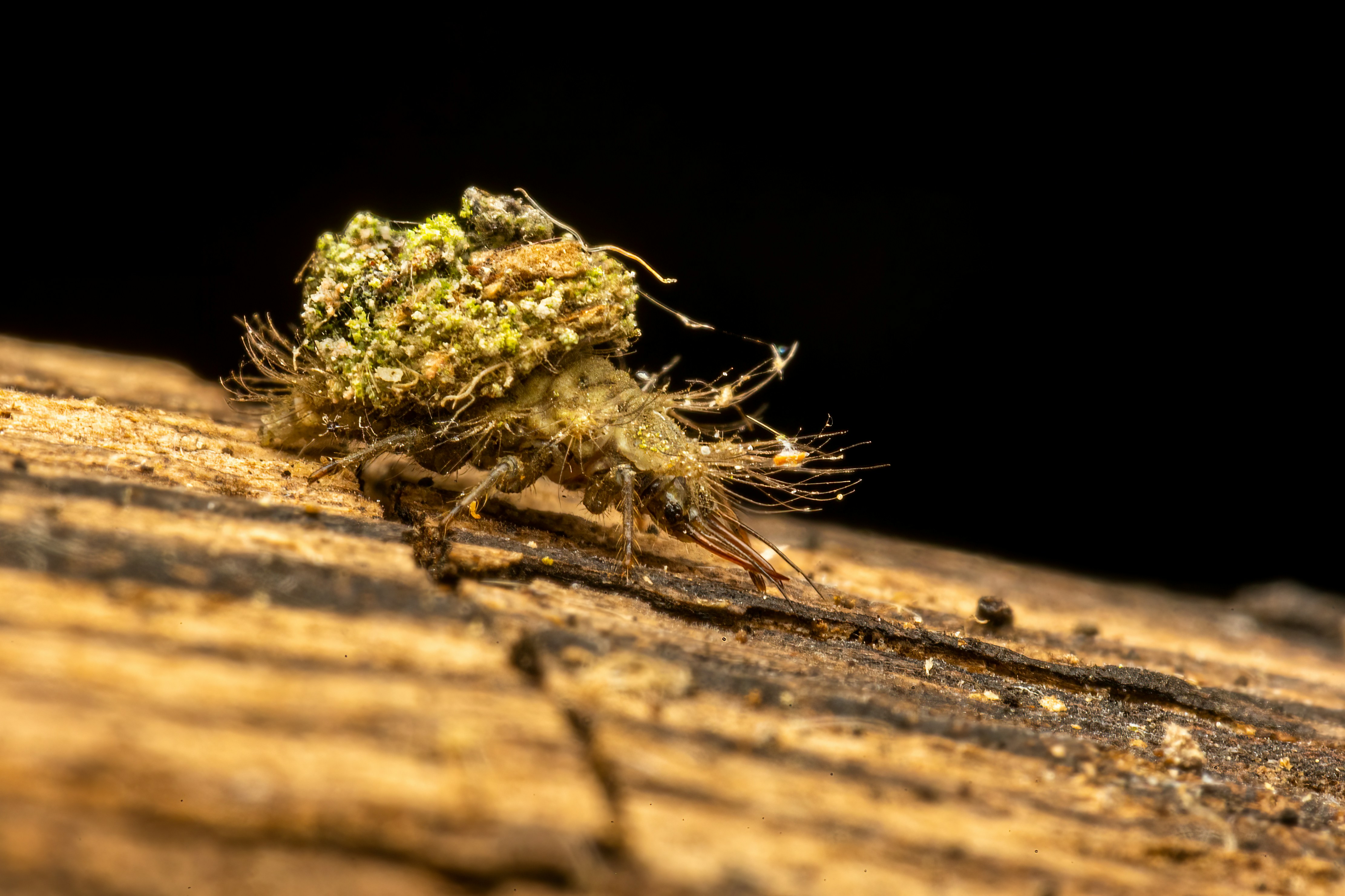 Un primer plano de un insecto en una superficie de madera