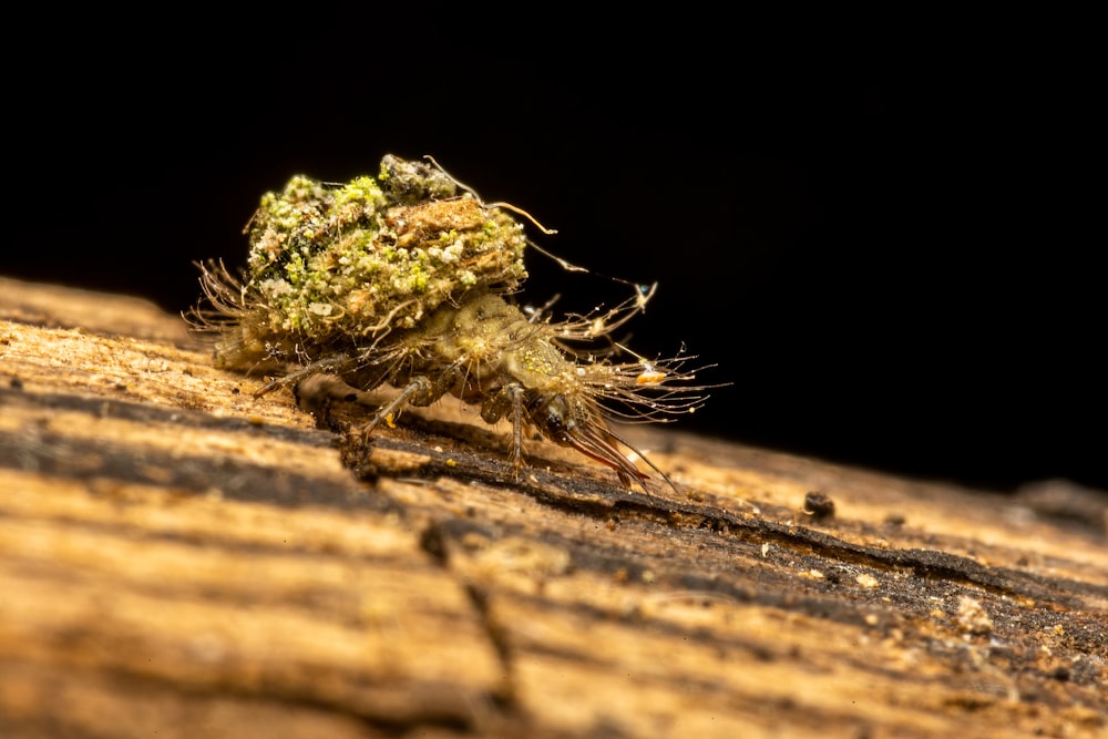 a close up of a bug on a wooden surface