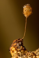 A delicate, web-like cocoon or structure is suspended by a thin, brown stalk that is anchored to a textured, rocky surface. The structure is intricate and appears to contain small particles or debris within its mesh. The background is a smooth, out-of-focus gradient of earthy tones.