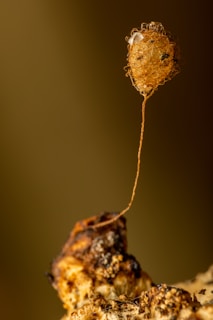 A delicate, web-like cocoon or structure is suspended by a thin, brown stalk that is anchored to a textured, rocky surface. The structure is intricate and appears to contain small particles or debris within its mesh. The background is a smooth, out-of-focus gradient of earthy tones.