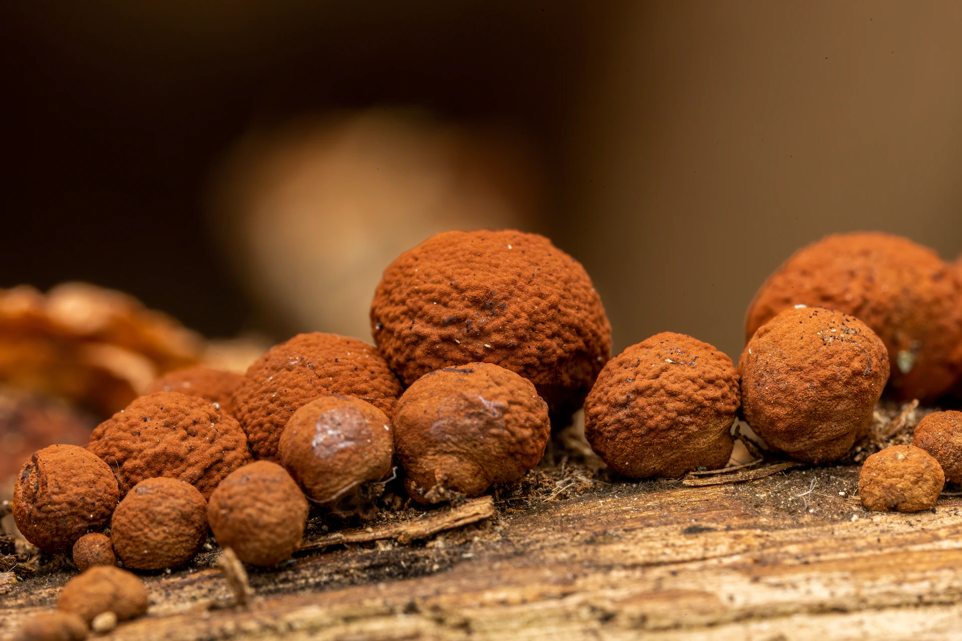 a group of mushrooms sitting on top of a tree branch