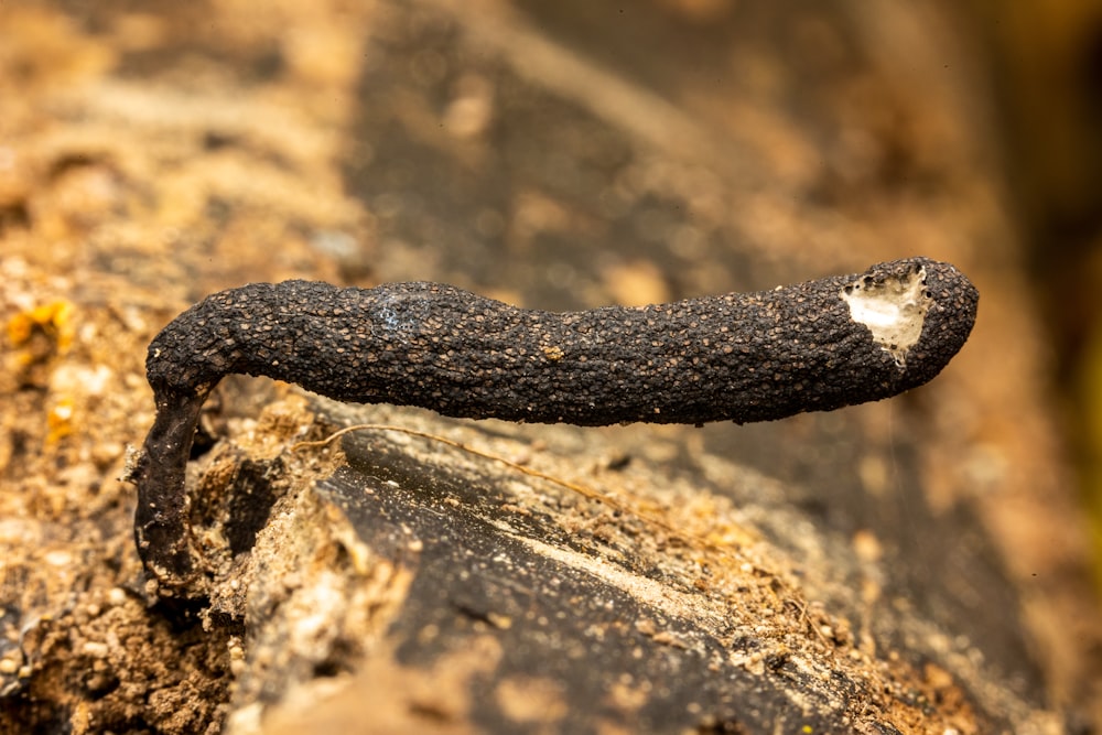 a close up of a slug on a rock