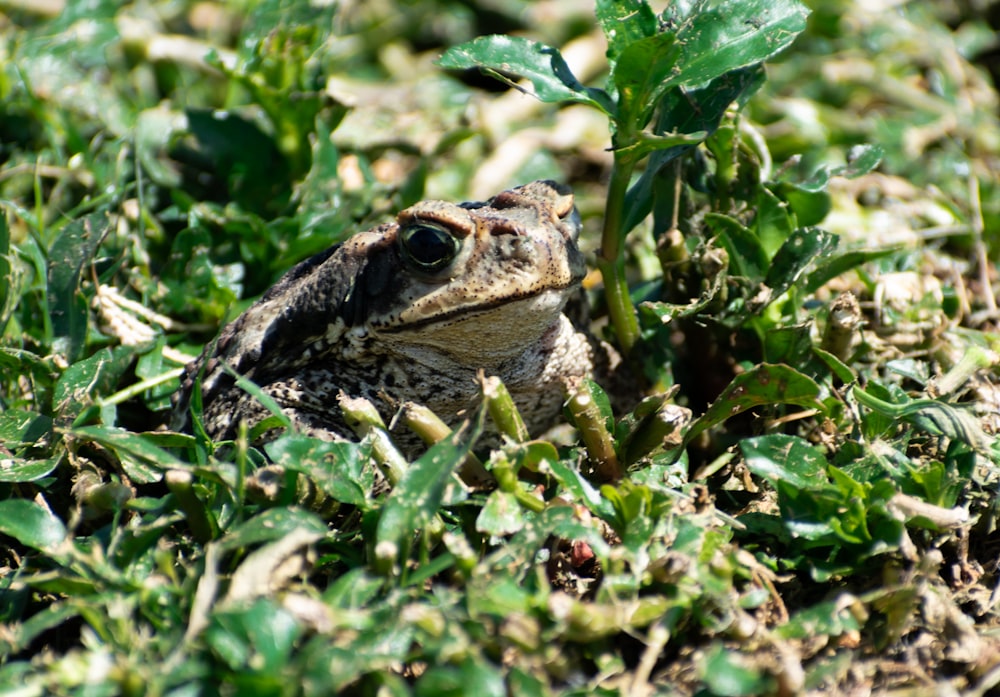 Une grenouille est assise dans l’herbe et regarde la caméra