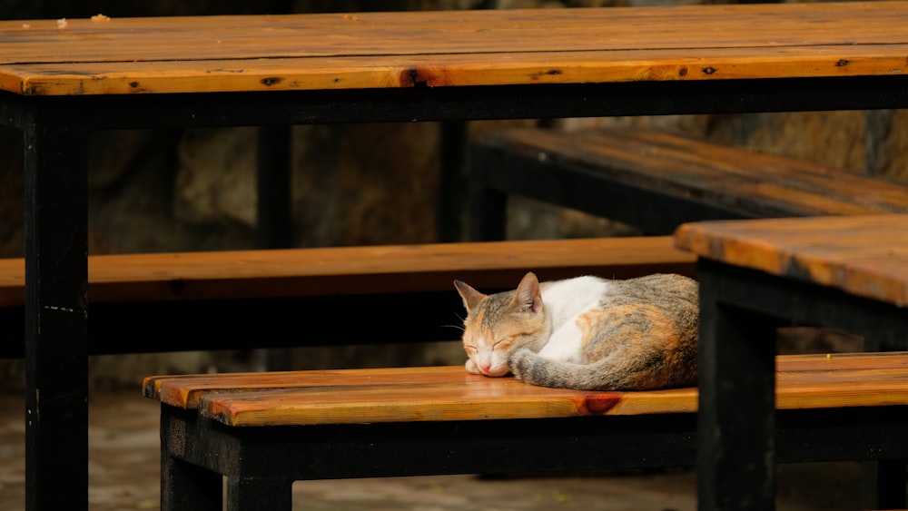 a cat laying on top of a wooden bench