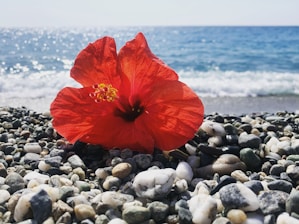 A vibrant Hawaiian beach scene with bright tropical flowers and gentle ocean waves inspired by Moana.