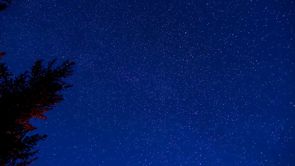 the night sky is full of stars and trees