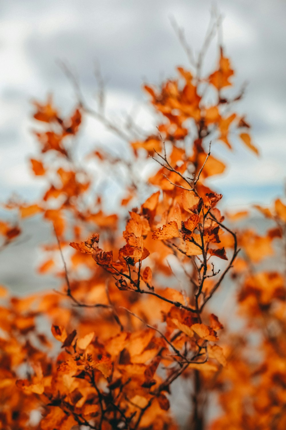a close up of a tree with orange leaves