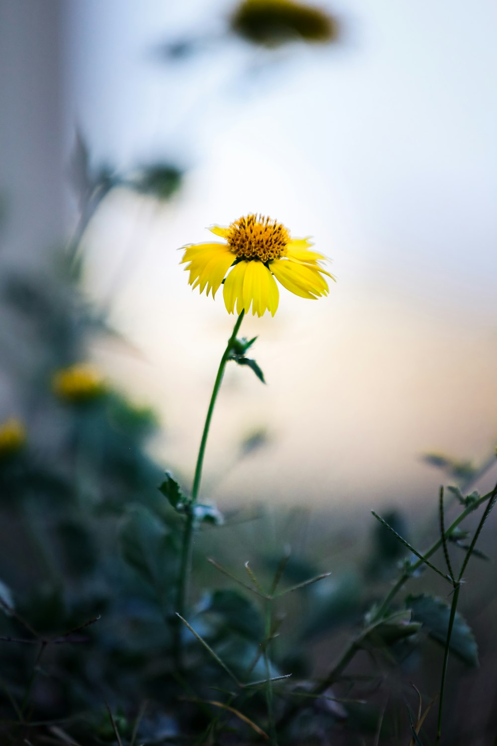 a single yellow flower is in the foreground