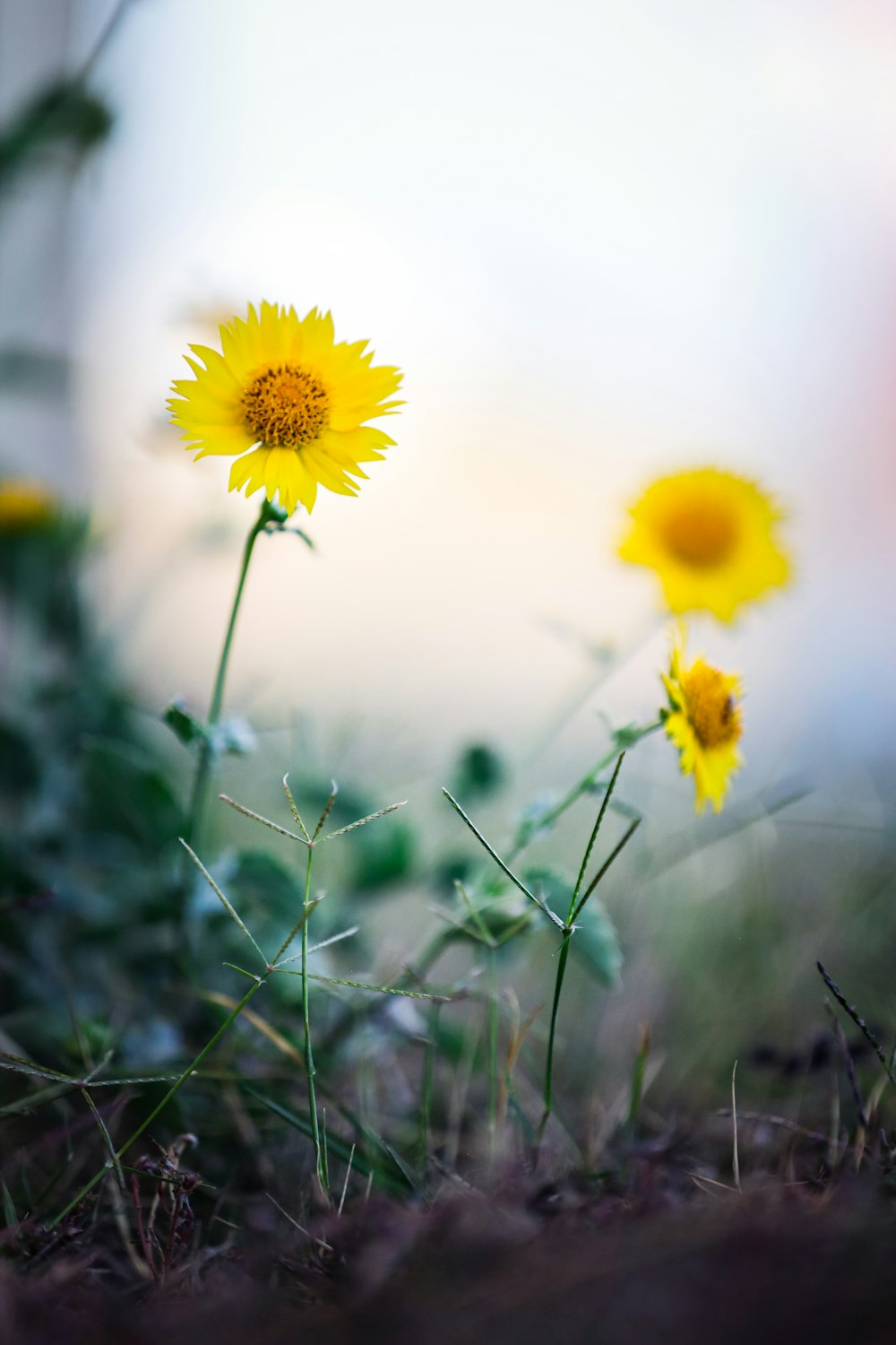 草の中にある黄色い花のカップル