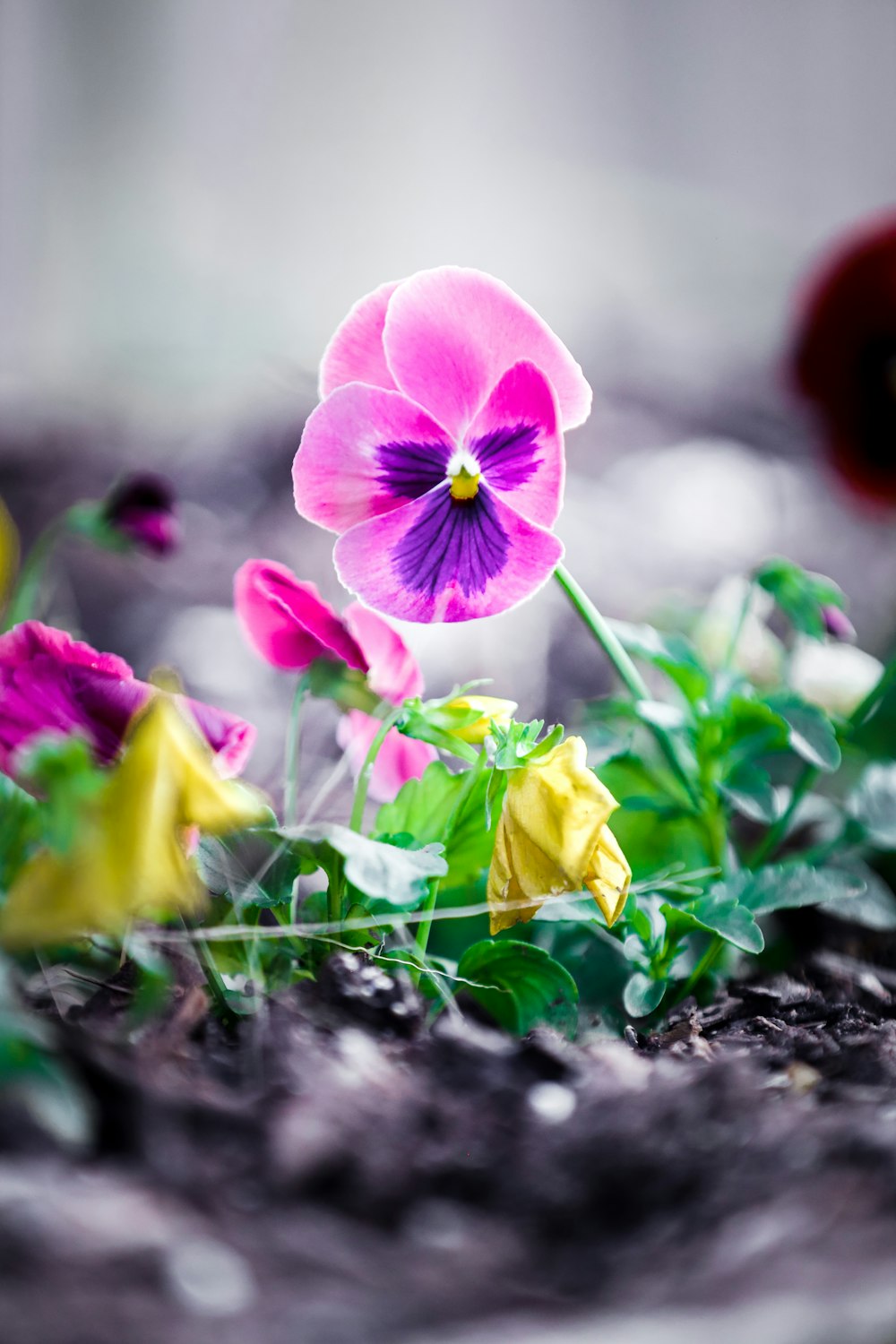 a group of flowers that are sitting in the dirt