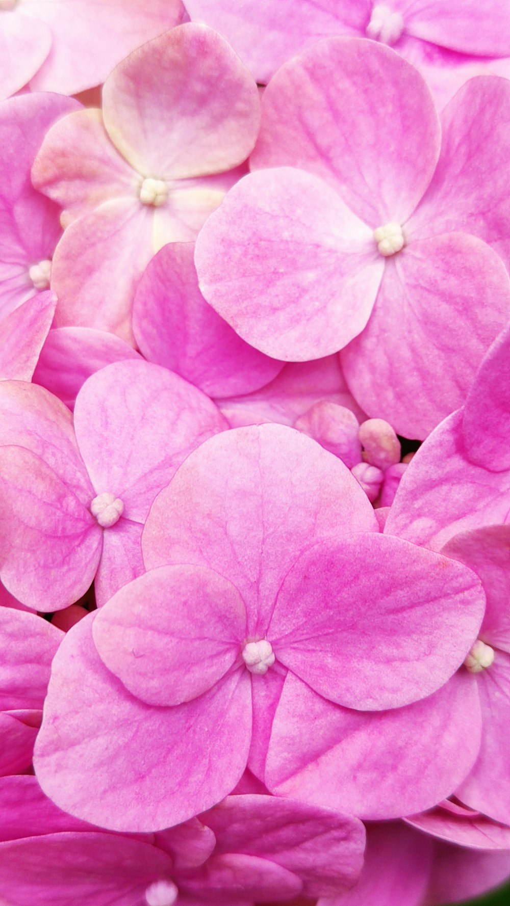 a close up of a bunch of pink flowers