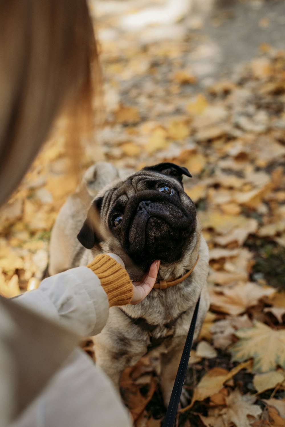 a small pug dog is being held by a woman