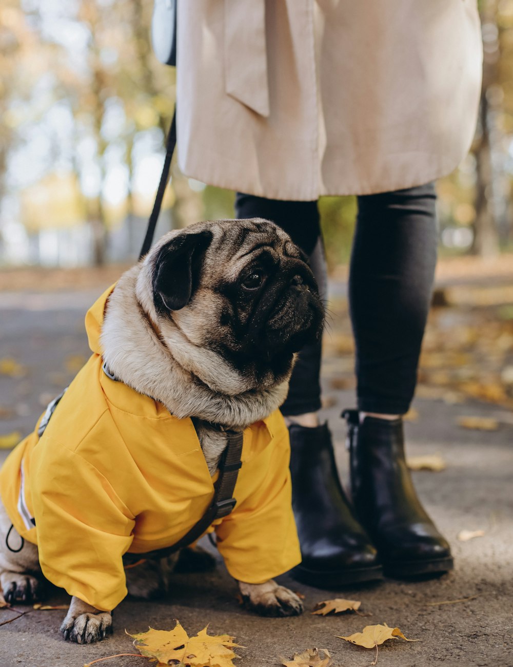a pug dog dressed in a yellow raincoat