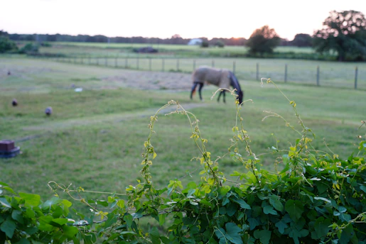 A vibrant scene showing a Poitevin draft horse grazing beside a group of friendly goats amid lush greenery at equibee’s farm in Saint-Herblain.