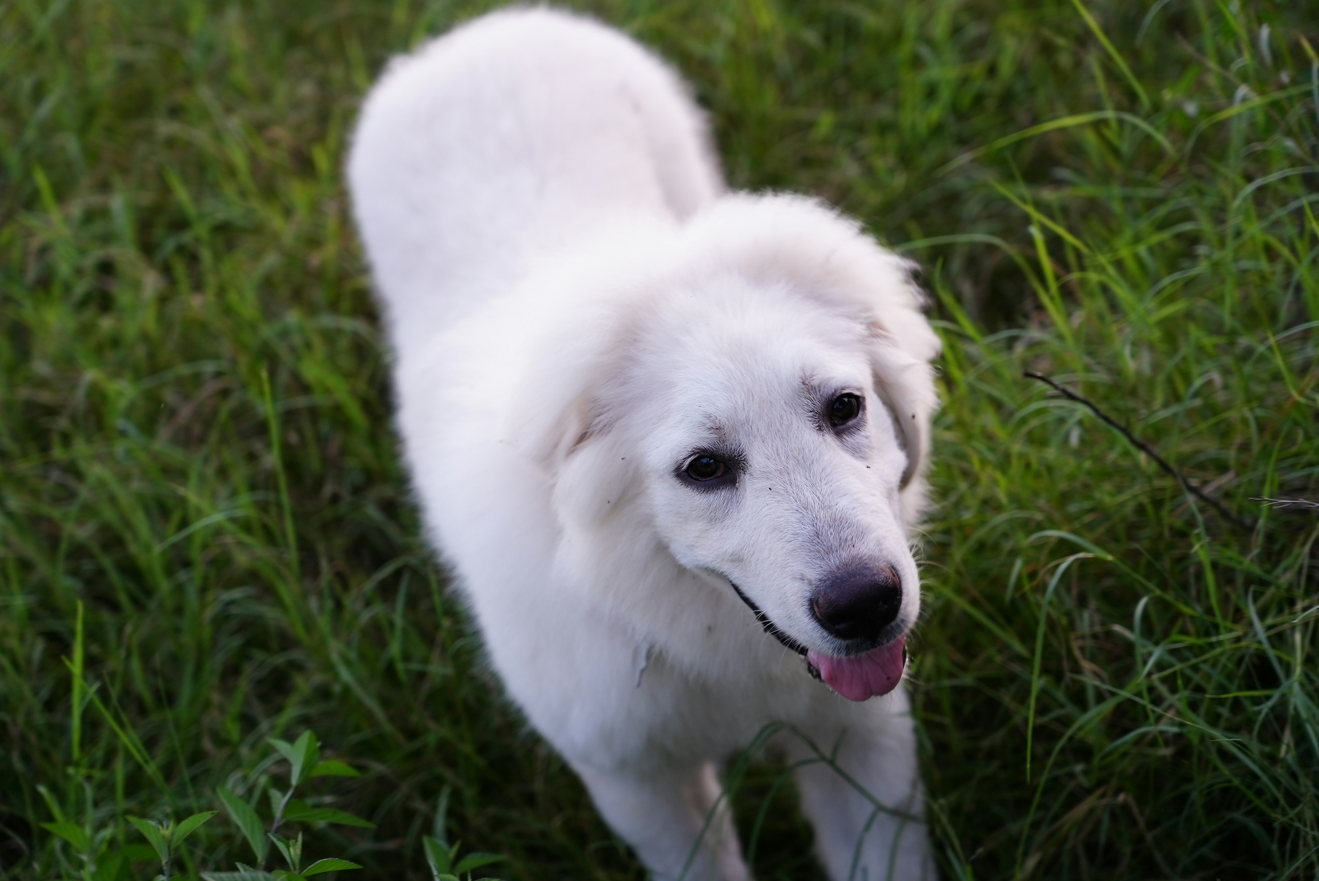 great pyrenees lab mix