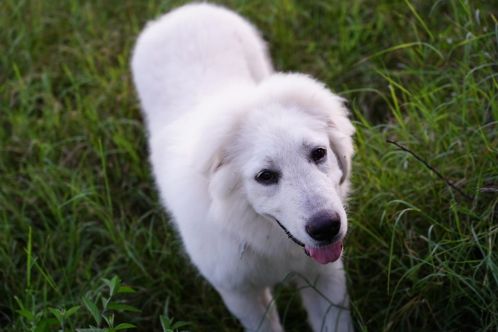Ein weißer Hund, der auf einem Grasfeld steht