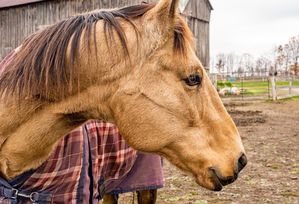 a horse with a blanket on it's head