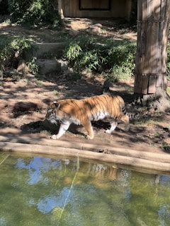 A tiger walking along the edge of a water pool in a naturalistic enclosure, surrounded by greenery and shadows cast by the foliage. The sunlight highlights the tiger's distinctive orange and black stripes.