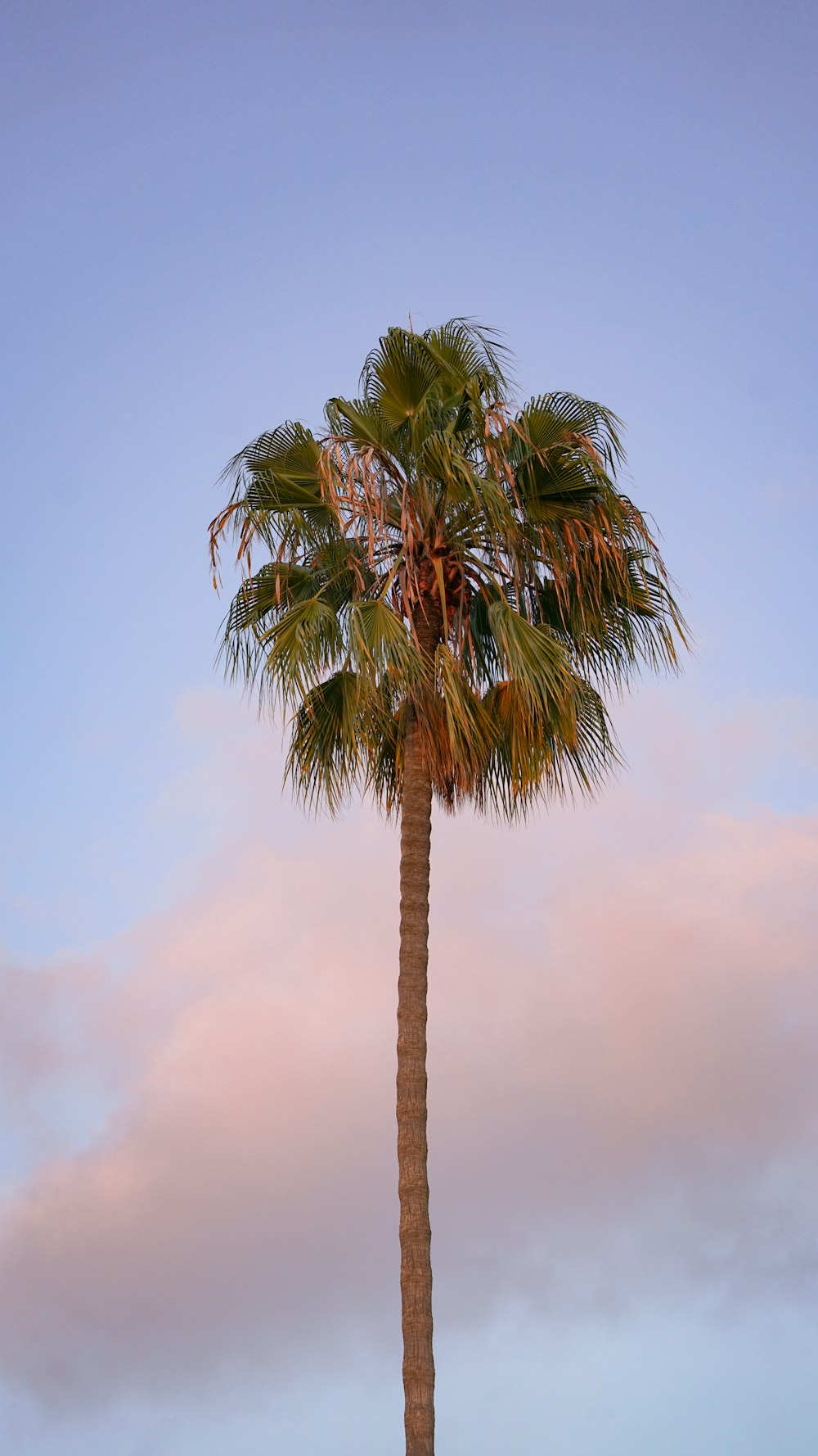 a palm tree with a pink sky in the background