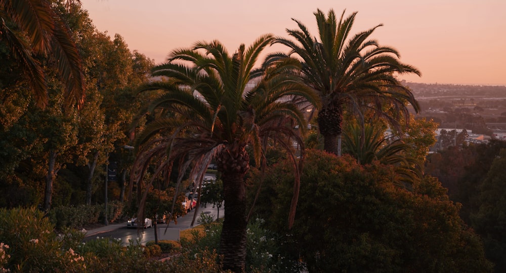 a couple of palm trees sitting on the side of a road