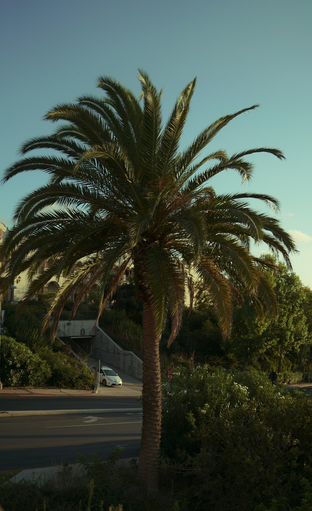 a palm tree on the side of the road