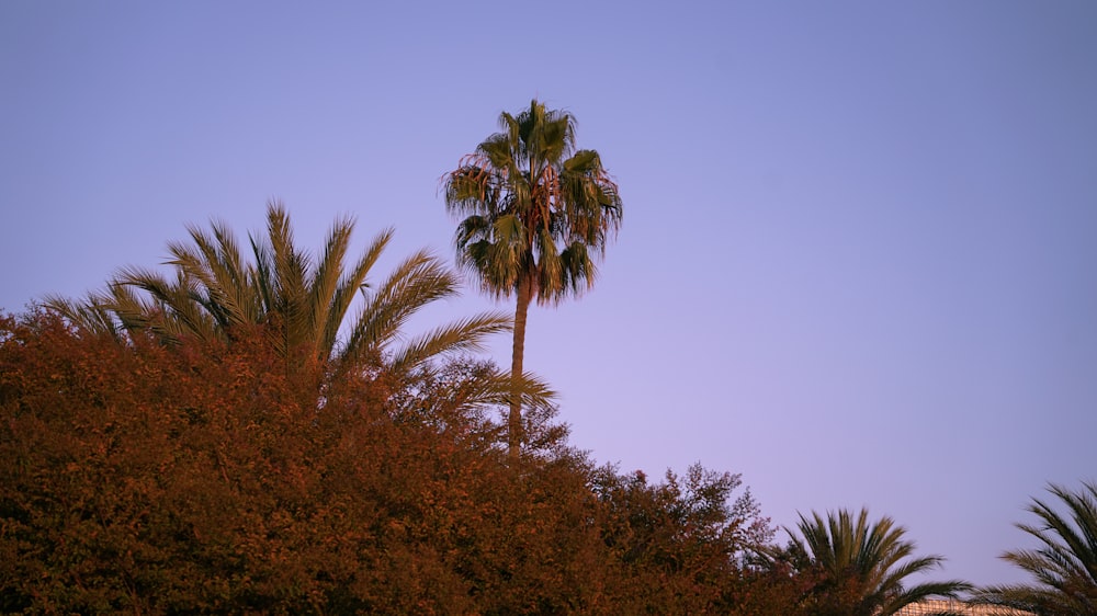 a palm tree in front of a blue sky