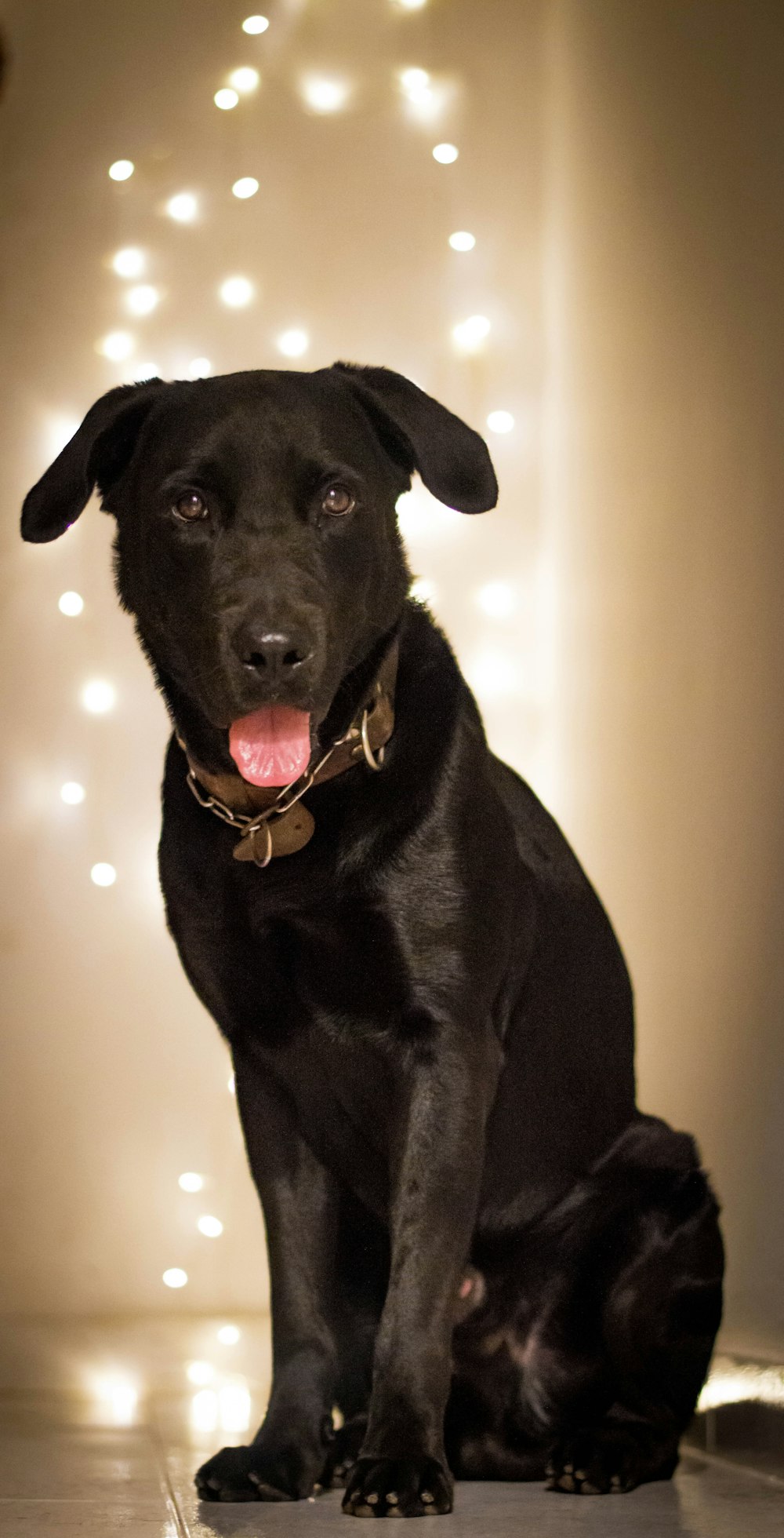 a black dog sitting in front of a white wall