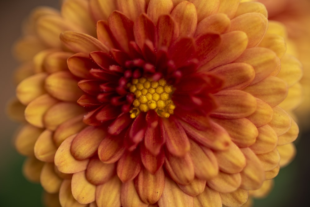 a close up of a yellow and red flower