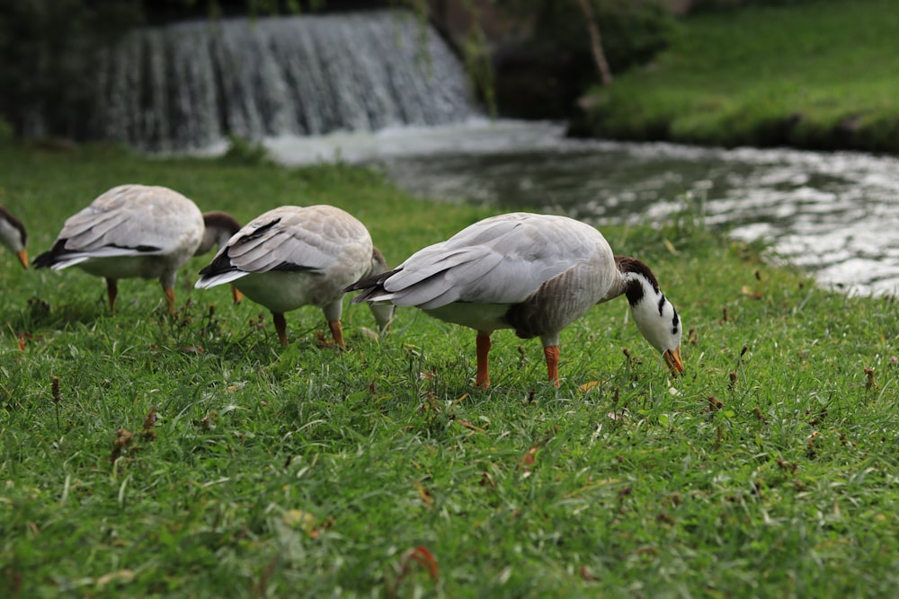 a group of birds standing on top of a lush green field