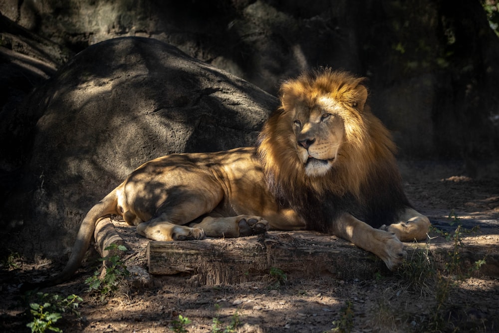 a large lion laying on top of a dirt field