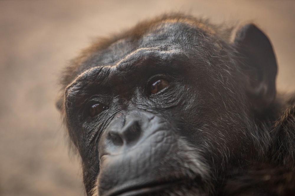 Fundo Close Up Do Rosto De Um Chimpanzé Preto Fundo, Foto De Um
