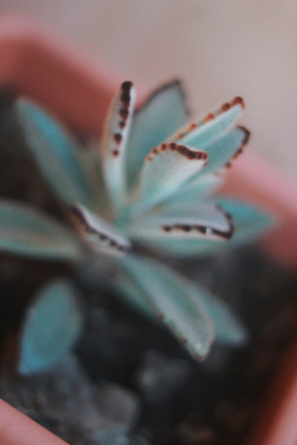 a close up of a small plant in a pot