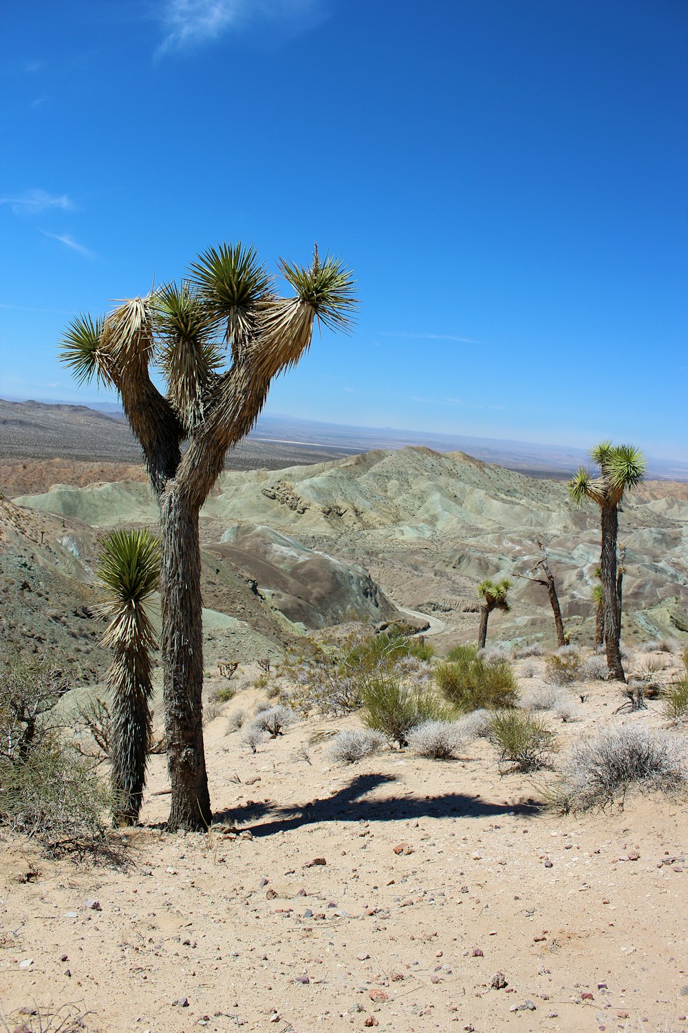 a couple of trees that are in the dirt