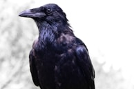 Artistic dark-themed tattoo featuring a raven perched on a twisted branch.