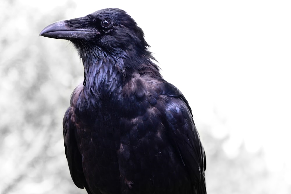 a close up of a black bird on a branch