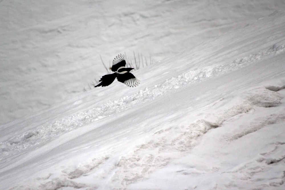 a black bird flying over a snow covered slope