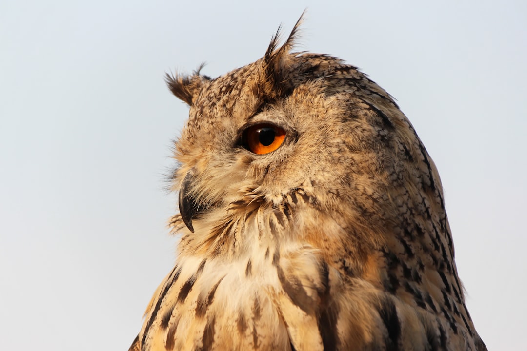 a close up of an owl with a sky background