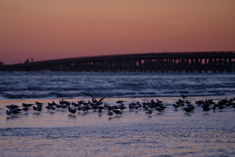 Galveston Island State Park