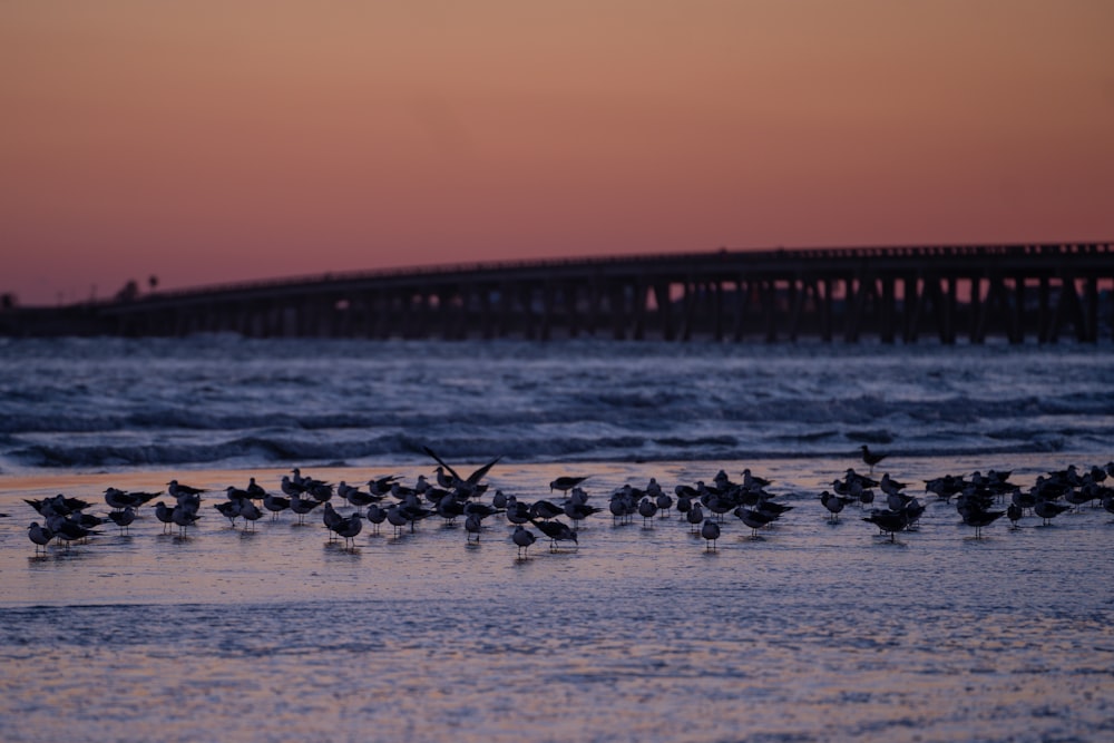 a flock of birds standing on top of a beach next to the ocean